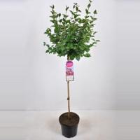 Dwergsering op stam (syringa "Tinkerbelle"®) - thumbnail