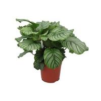 Calathea orbifolia kamerplant - thumbnail