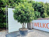 Osmanthus Aquifolium - Schijnhulst - thumbnail