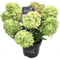 Hydrangea Paniculata "Little Lime"® pluimhortensia - 35-40 cm - 1 stuks - thumbnail