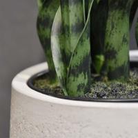 Sanseveria kunstplant N 50cm - groen - thumbnail