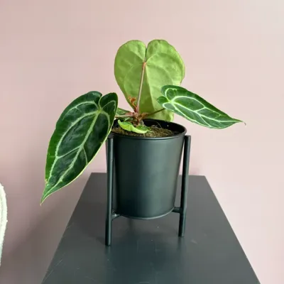 Anthurium Crystallinum - P13