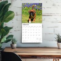 Boxer Puppies Kalender 2026 - thumbnail