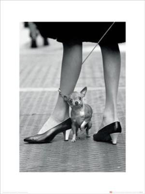 Kunstdruk Time Life - Chihuahua 30x40cm