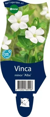 Vinca minor Alba vaste plant Griffioen - Griffioen Vinca minor Alba vaste plant Griffioen - Griffioen
