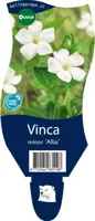 Vinca minor Alba vaste plant Griffioen - Griffioen - thumbnail