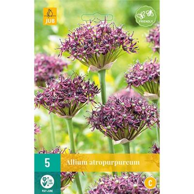 Allium atropurpureum 5 bollen