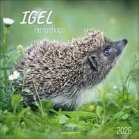 Egel Kalender 2026 - thumbnail
