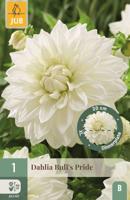 Dahlia bull's pride - thumbnail