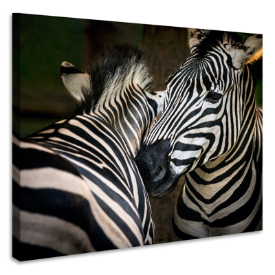 Schilderij - Zebra&apos;s , premium print, 3 maten