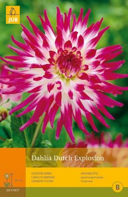 Dahlia Dutch explosion