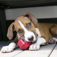 KONG TRAXX ZWART 11,5X4X11,5 CM - thumbnail