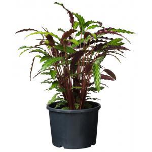 Nature Plantcontainer Ritzi 15l - Zwart