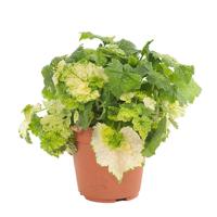 Tolmiea Menziesii (Kindje op moeders schoot) - P 12 cm - thumbnail