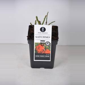 Trosroos (rosa "Satchmo"®) - C3 - 1 stuks