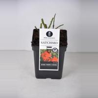 Trosroos (rosa "Satchmo"®) - C3 - 1 stuks - thumbnail