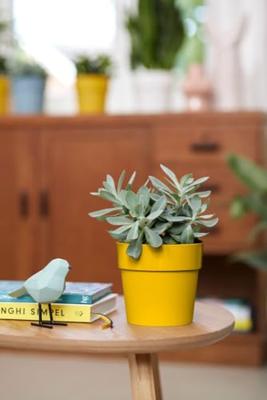 B. for Original Round 25 oker