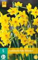 Narcissus Baby Boomer JUB, 5 bloembollen - Jub - thumbnail