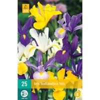 Iris hollandica mix bloembollen 25 bollen Hollandse iris JUB - Jub - thumbnail
