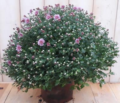 Bol Chrysant roze Warentuin Natuurlijk - Warentuin natuurlijk