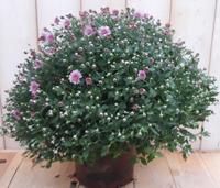 Bol Chrysant roze Warentuin Natuurlijk - Warentuin natuurlijk - thumbnail