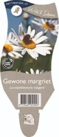 Gewone margriet vaste plant Griffioen - Griffioen - thumbnail