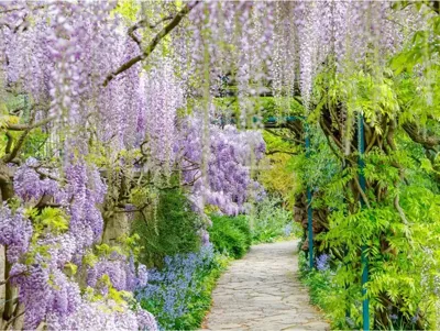 Tuinschilderij Blauweregen 58x78cm