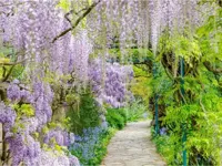 Tuinschilderij Blauweregen 58x78cm - thumbnail