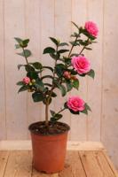 Japanse Roos Camellia Japonica Rodedale's Beauty 50 cm rode bloemen Warentuin Natuurlijk - Warentuin natuurlijk - thumbnail