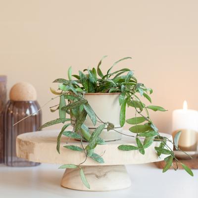 Hoya Sigillatis - Wasbloem - P7 Hoya Sigillatis - Wasbloem - P7