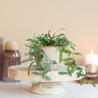 Hoya Sigillatis - Wasbloem - P7 - thumbnail