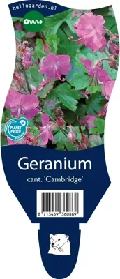 Geranium cant. Cambridge vaste plant Griffioen - Griffioen Geranium cant. Cambridge vaste plant Griffioen - Griffioen