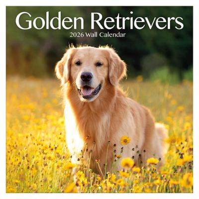Golden Retriever Kalender 2026
