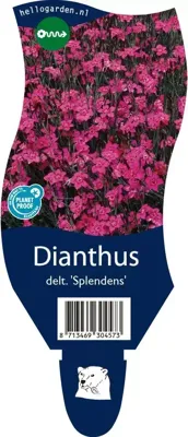 Dianthus delt. Splendens vaste plant Griffioen - Griffioen Dianthus delt. Splendens vaste plant Griffioen - Griffioen