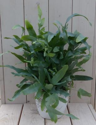 Blauwvaren Phlebodium in witte pot 30 cm Warentuin Natuurlijk - Warentuin natuurlijk