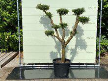 Olijfboom Pon Pon - Olea Europaea