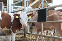 Borstelmat voor Paard, Kalf, Geit Zwart (L40xB30cm) - thumbnail