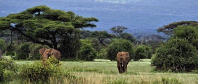 Olifanten 130x50cm Tuinschilderij Customize-it - Customize it