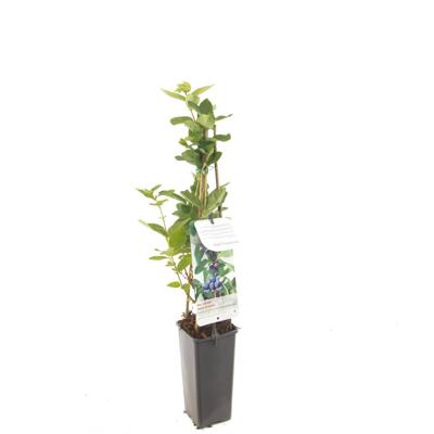 Blauwe honingbes Lonicera caerulea var. kamtschatica
