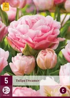 Tulp Dreamer 5 bollen - thumbnail