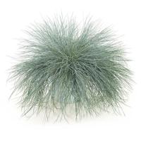 Festuca Intense Blue XL - P 23 cm - thumbnail