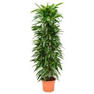 Ficus amstel king columnae kamerplant