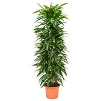 Ficus amstel king columnae kamerplant - thumbnail