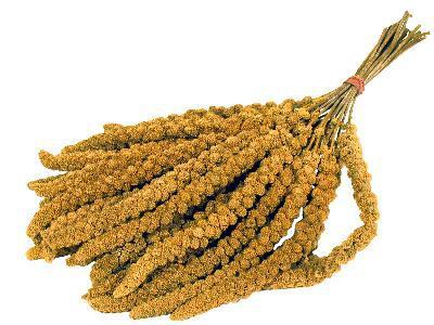 DE VRIES TROSGIERST DE VRIES TROSGIERST