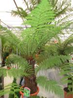 Boomvaren - thumbnail