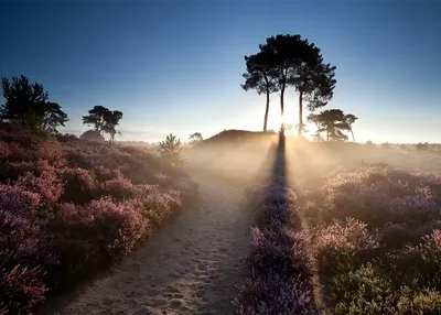 Alexsar Art Tuinschilderij ochtend glorie 70x50cm