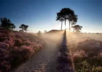 Alexsar Art Tuinschilderij ochtend glorie 70x50cm - thumbnail