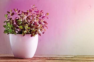 Paulmann LED-plantenlamp groei 230 V E27 6.5 W Barnsteen 1 stuk(s) Paulmann LED-plantenlamp groei 230 V E27 6.5 W Barnsteen 1 stuk(s)