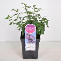 Sering (syringa chinensis "Lilac Sunday") - 40-60 cm - 1 stuks - thumbnail