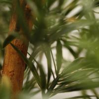 Podocarpus Kunstboom 150cm UV bestendig - thumbnail